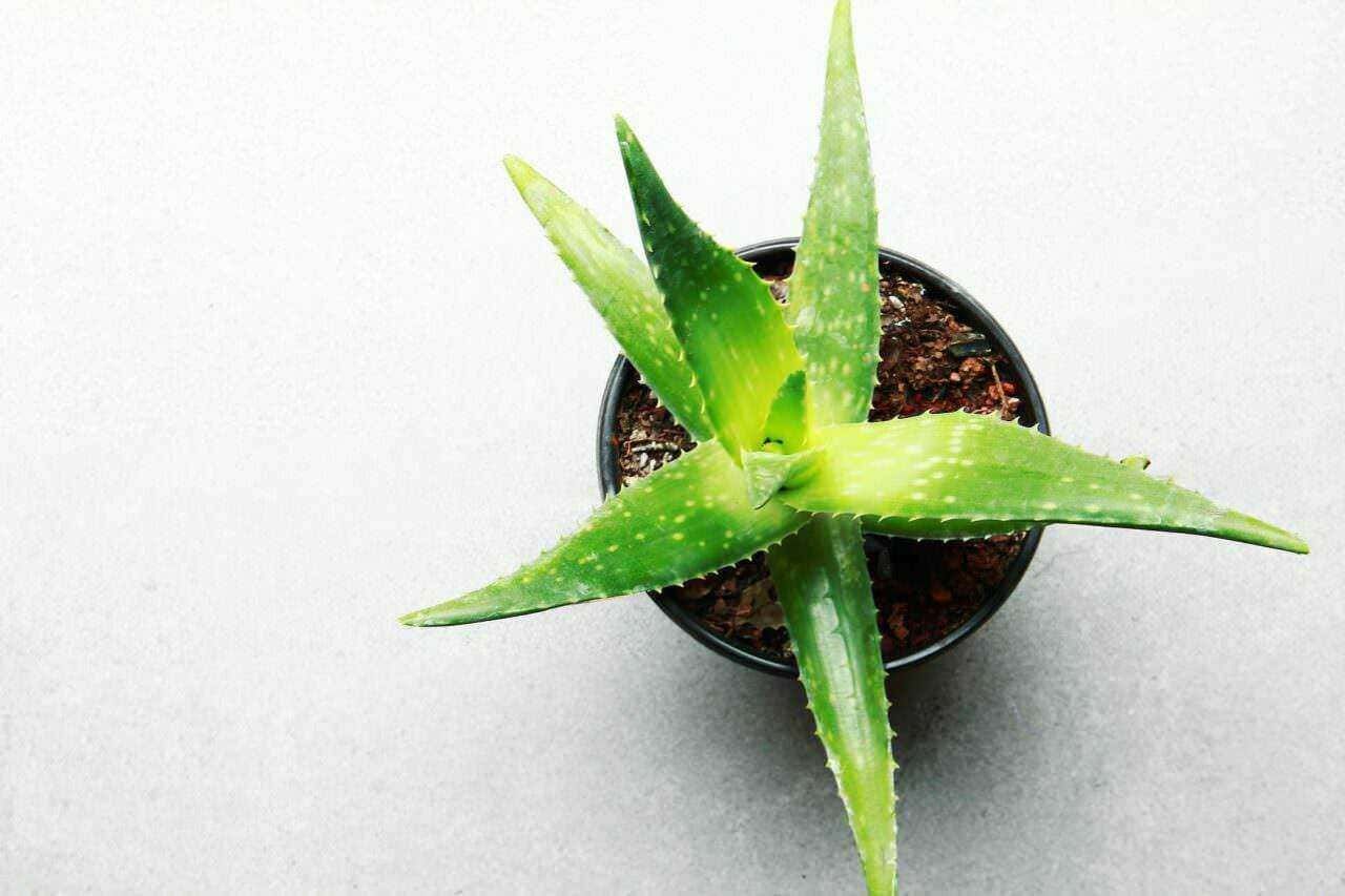 Aloe vera in vaso, pianta succulenta verde con foglie spesse e spinose, ideale per trattamenti di bellezza e benessere naturale.
