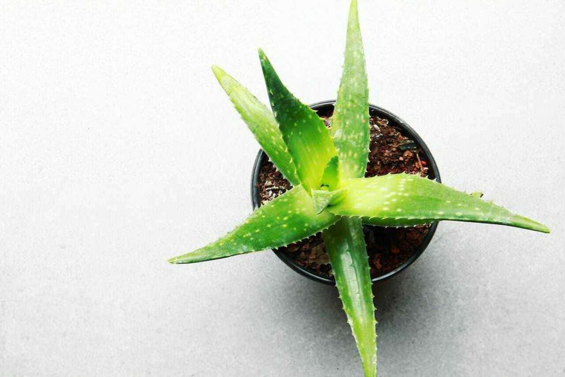 15 piante bagno cieco senza finestra: le migliori specie con poca luce 4 Aloe vera in vaso, pianta succulenta verde con foglie spesse e spinose, ideale per trattamenti di bellezza e benessere naturale.