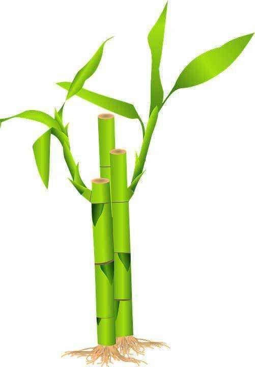 Ragni di orchidee in vasi bianchi su sfondo verde chiaro, piante decorative perfette per la casa e il giardino, con fiori colorati e foglie lucide.