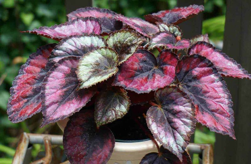 15 piante bagno cieco senza finestra: le migliori specie con poca luce 6 Foglie di piante ornamentali con variegature rosa e verde in vaso su supporto in giardino, ideale per decorazioni floreali e giardinaggio.