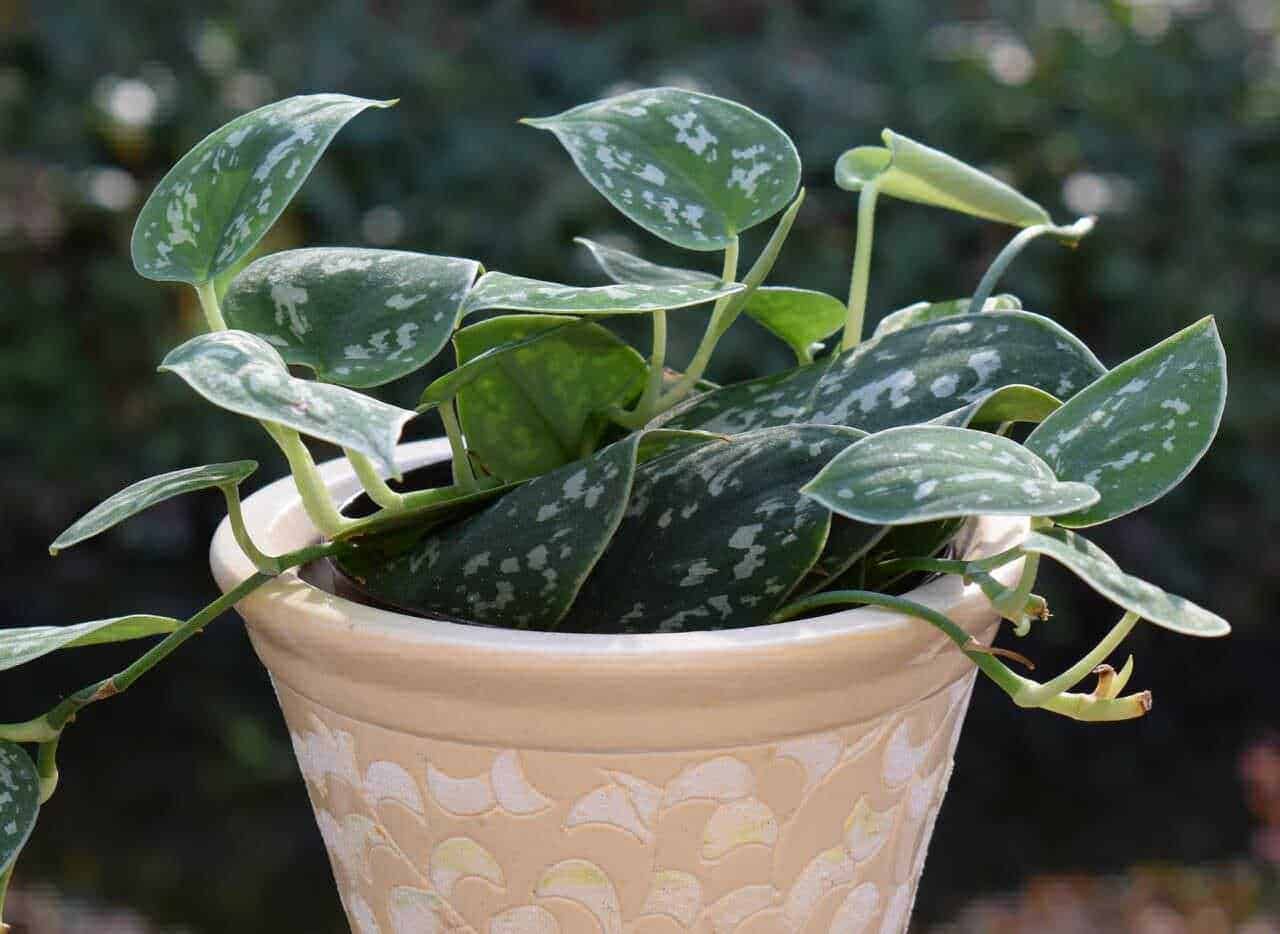 Dell'angolo di una pianta da interno con foglie variegate in un vaso decorato, atmosfera naturale e rilassante ideale per decorazioni di casa.