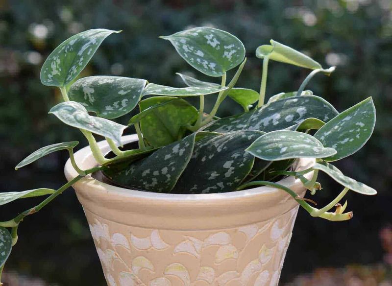 15 piante bagno cieco senza finestra: le migliori specie con poca luce 10 Dell'angolo di una pianta da interno con foglie variegate in un vaso decorato, atmosfera naturale e rilassante ideale per decorazioni di casa.