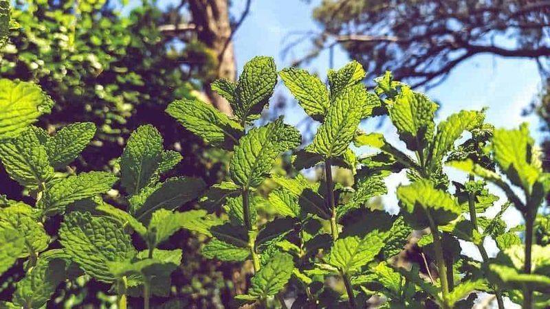 15 piante bagno cieco senza finestra: le migliori specie con poca luce 11 Foglie di menta fresca, erba aromatică, piante di menta verde in giardino, naturale, aromatica, orto, pianta medicinale, crescita, salute, cucina, giardinaggio, eco-friendly, aromaterapia, natura, fogliame verde vibrante.