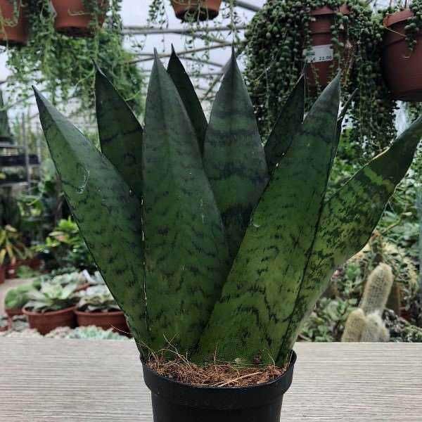 Piante succulente Sansevieria in vaso, ideale come pianta da interno e per purificare l'aria in casa.