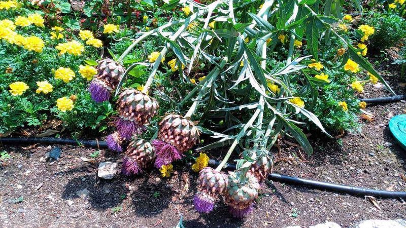 10 Piante da giardino resistenti al sole in estate 11 Fiore di cipolla con piante di margherite gialle sullo sfondo, nel giardino, con irrigazione a goccia e terreno leggero, esempio di coltivazione di piante da orto e fiori primaverili.