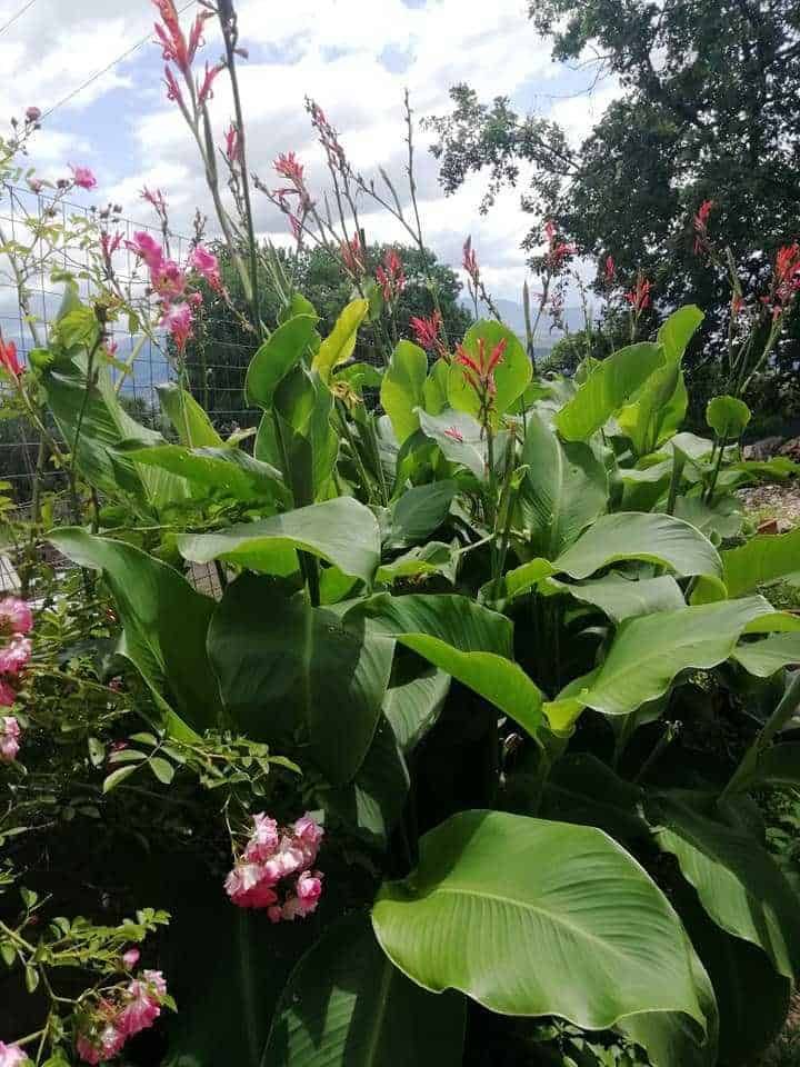 10 Piante da giardino resistenti al sole in estate 2 Gigante foglie verdi e fiori rosa in giardino, natura rigogliosa, piante tropicali, ambiente esterno, decorazione verde naturale di qualità.