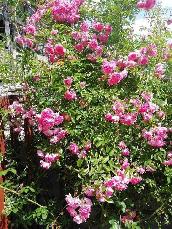 File_name: rosa-da-giardino-fiorita-ottimizzata-seo.jpg.