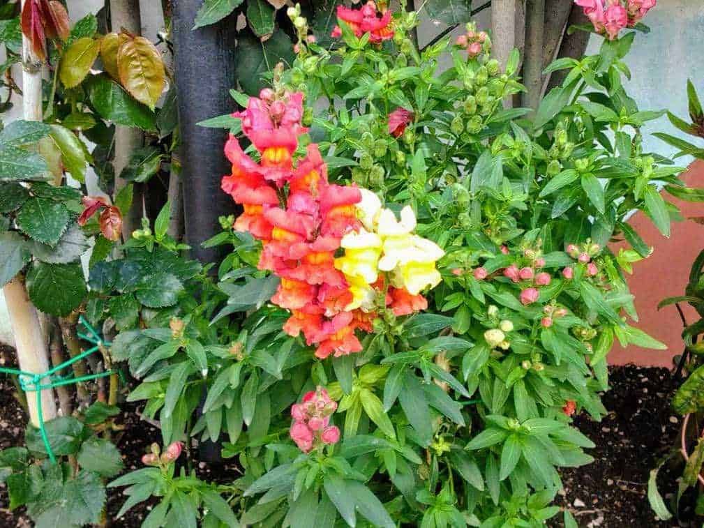 Fiore di pharmaceutical a fiore colorato rosa e giallo, pianta ornamentale con foglie verdi rigogliose, ideale per giardini e balconi, simbolo di bellezza e natura.