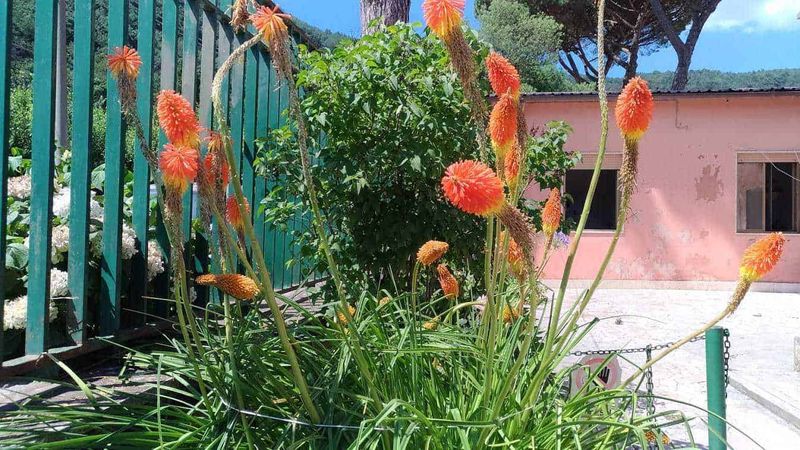 10 Piante da giardino resistenti al sole in estate 5 Fiore di aloe vera con fiori arancioni nel giardino, decorazione naturale e piante ornamentali per il blog Appunti Sul Blog.