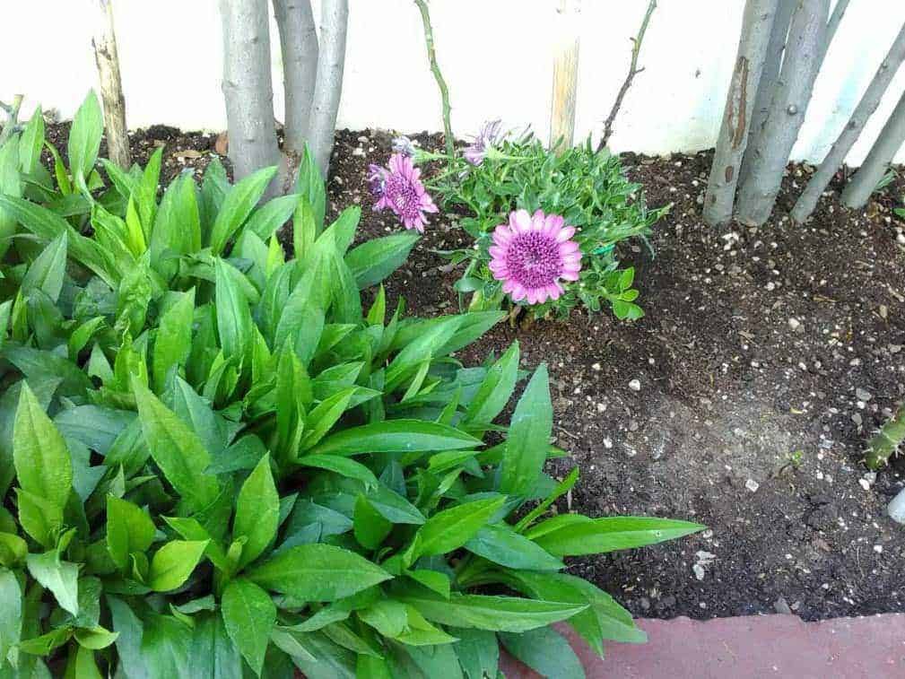 Fiori rosa in giardino, piante verdi e foglie rigogliose, ambiente naturale, crescita di piante ornamentali, cura del giardino, decorazioni floreali, natura e botanica, aiuole fiorite, vita all'aperto, benessere e relax in giardino.