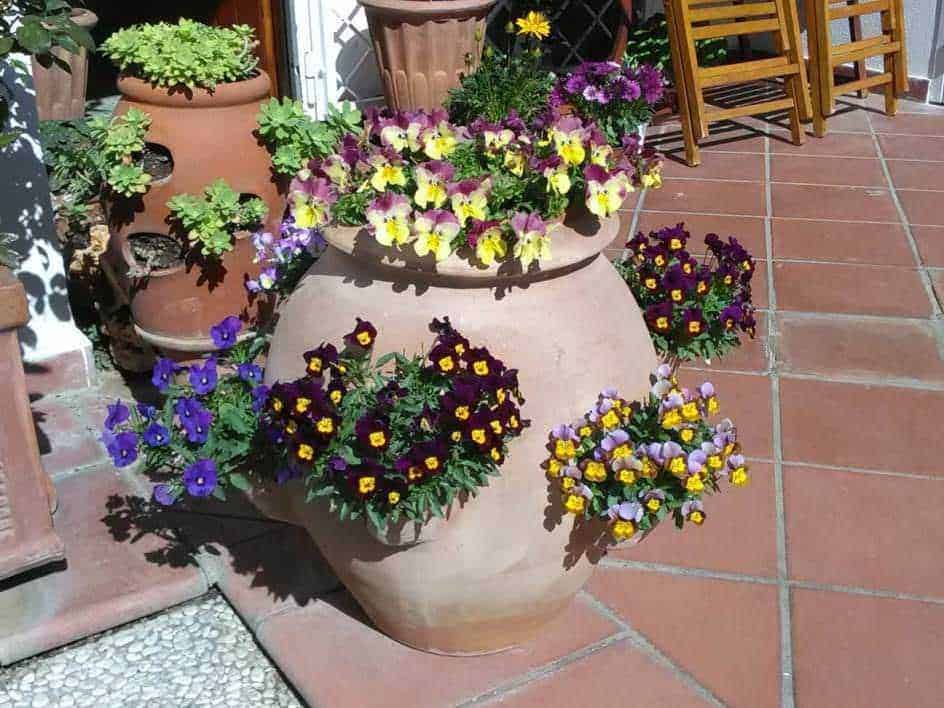 Vaso di terracotta con primule viola, gialle e rosa, decorato con piante verdi, posizionato su bordo di piastrelle di terrazza con sedie di legno sullo sfondo, atmosfera estiva e fiorita.