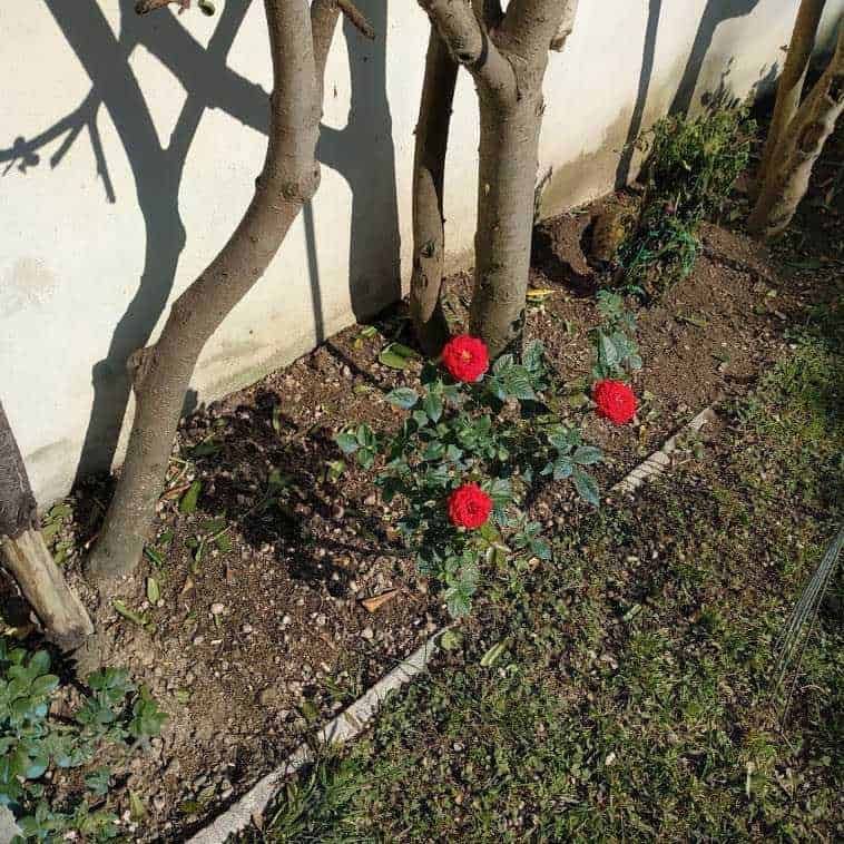 Rosa rossa fiorita nel giardino accanto agli alberi, atmosfera naturale e tranquilla, piante ornamentali e cura del verde, ideale per appassionati di giardinaggio e natura.