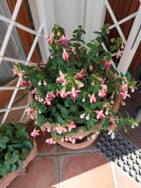 Fiori di impatiens color rosa in vaso decorativo su terrazza, ottimi per arredamento floreale esterno.