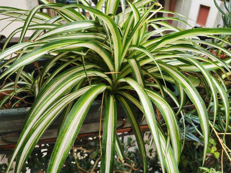 6 Piante che assorbono umidità in casa: rimedi naturali contro muffa e condensa 5 piante di Felce, Falangio o Nastrino