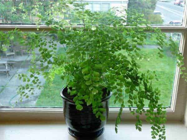 Pianta di felce in vaso sul davanzale di una finestra, ambiente luminoso, decorazione per interni, piante verdi naturali, cura delle piante da appartamento, armonia con la natura.
