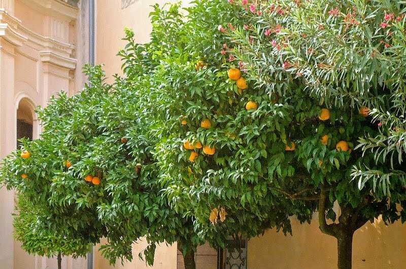 Pianta di agrumi con frutti maturi in un cortile storico, elementi di architettura classica in background, atmosfera luminosa e naturale, elemento decorativo e botanico per giardini urbani e ambienti esterni.