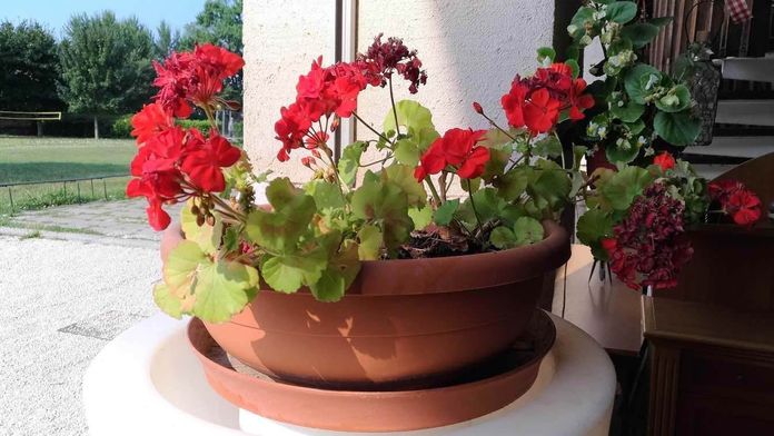 10 piante per fioriere da balcone per abbellire l'esterno!