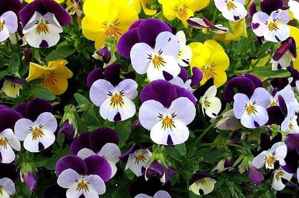 Variopinti fiori di viola, giallo e bianco di violas, simbolo di bellezza e delicatezza, ideale per giardini e cancelli ornamentali.