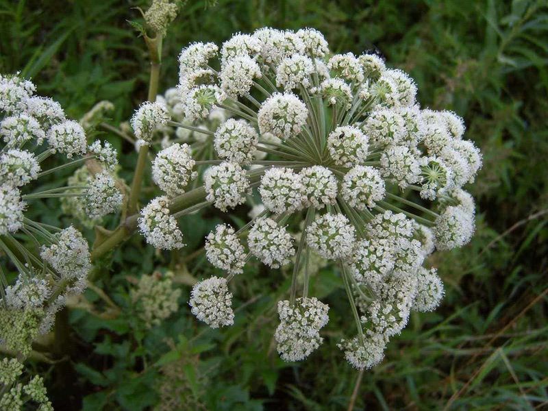 10 piante per fioriere da balcone per abbellire l'esterno! 3 Fiore di Piante aromatiche, fioritura bianca e rigogliosa, ideale per giardini e bordure, perfetto per arricchire il tuo spazio verde con piante officinali e aromatizzanti.