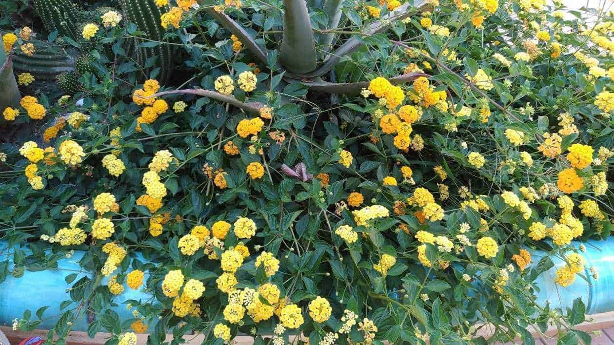 Gialle piante di Lantana camara in fiore, ideale per decorare giardini e spazi verdi, facile da coltivare e molto resistente. Perfetta per creare bordure colorate e attirare farfalle.