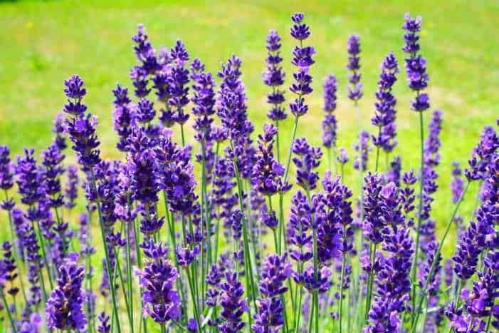 10 piante per fioriere da balcone per abbellire l'esterno!