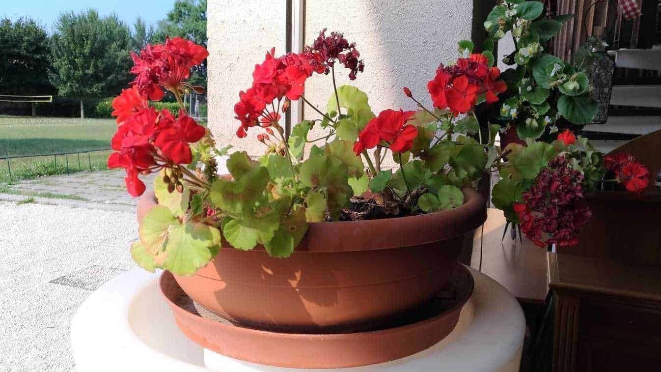 Geranio rosso in vaso su terrazza, esposizione al sole, piante ornamentali e floricoltura, decorazioni di giardini, piante da esterno, cura delle piante, arredamento giardino, fioriture estive, vegetazione colorata, natura domestica.