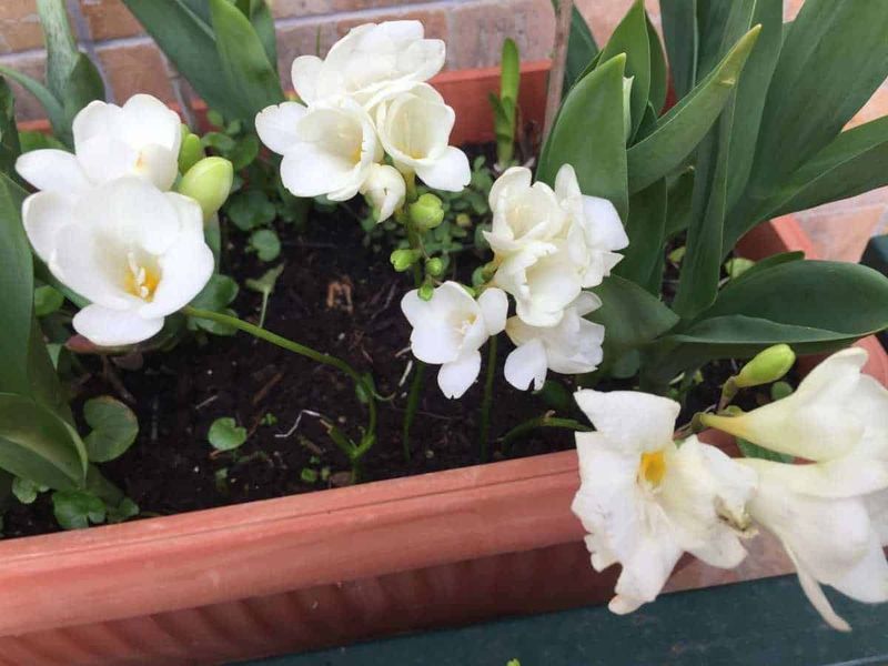 10 piante per fioriere da balcone per abbellire l'esterno! 12 Fioritura di fiori bianchi in vaso, piante ornamentali, decorazione giardino, fiore di orchidea, piante verdi in vaso.