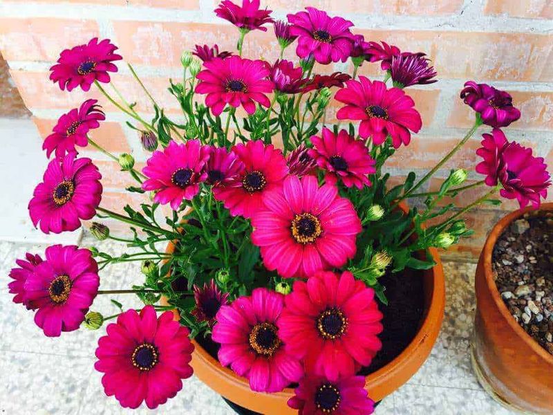 10 piante per fioriere da balcone per abbellire l'esterno! 6 10 piante per fioriere da balcone per abbellire l'esterno!