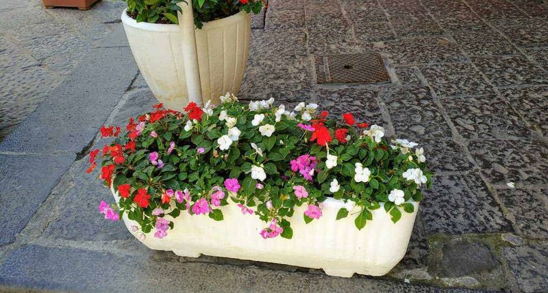 10 piante per fioriere da balcone per abbellire l'esterno! 4 Vaso di fiori colorati con petunie rosse, rosa e bianche su pavimentazione in pietra.