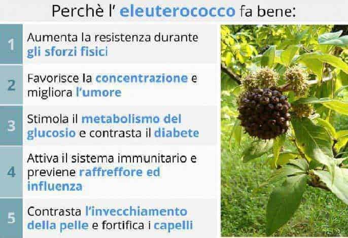 Mirtillo nero su pianta con foglie verdi, evidenziando le sue proprietà benefiche per la salute, come il miglioramento del sistema immunitario e il contrasto ai problemi cardiovascolari.