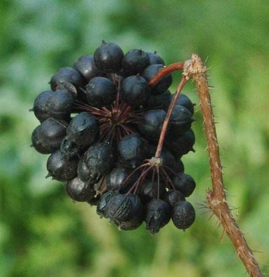 Eleuterococco, il ginseng effetto sveglia 2 Eleuterococco, il ginseng effetto sveglia