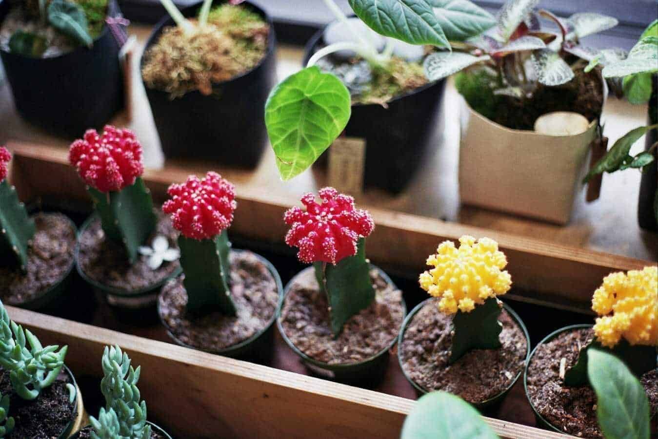 16 Piante grasse da interno facili da curare-cactus  
