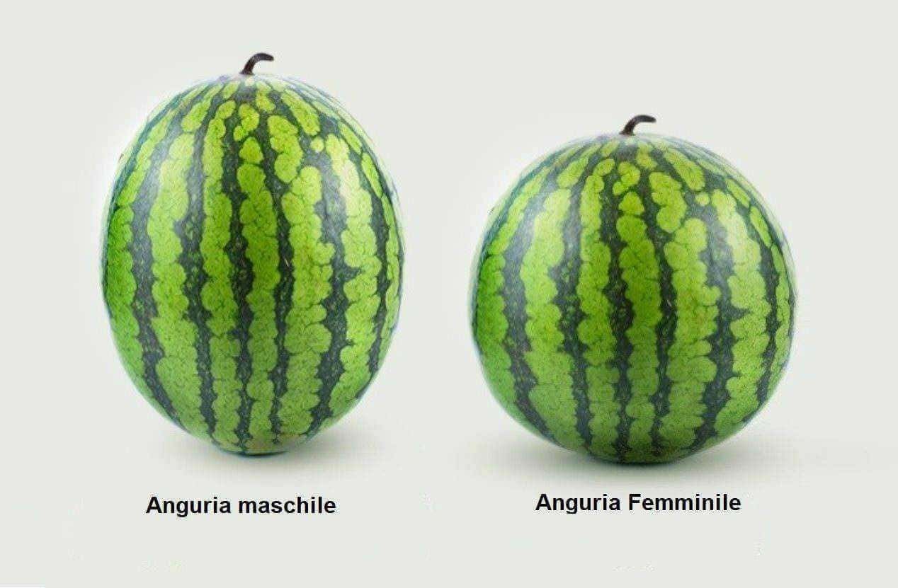 Anguria maschile e femminile, differenze tra anguria maschio e femmina, varietà di angurie, caratteristiche delle angurie, differenze in modo di crescita anguria.