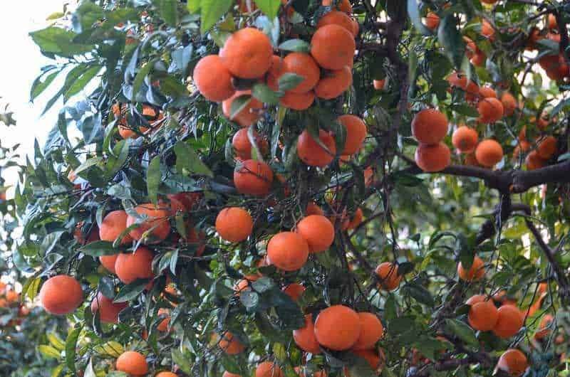 Fruits of a persimmon tree with orange ripe persimmons hanging among green leaves in a garden.