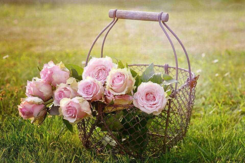 Fiori di rosa appoggiati in un cestino di metallo su prato verde, atmosfera primaverile e romantica.
