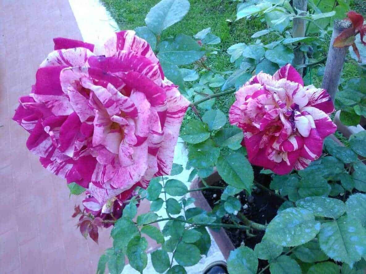 Fiori di rosa variegata con striature bianche e rosse, piante fiorite ornamentali per giardini, coltivazione di rose variegate, piante decorative con fiori multicolore, cura e coltivazione delle rose.