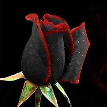 FOTO_DI_UNA_RUOLO_CON_BOTTI_FONDENZA_NERO_ROSA_POTENTE_di_una_rosa_con_fiore_drammatico_e_scelta_di_coloritura_oscura_per_apertura_blog_di_appunti_sul_blog.