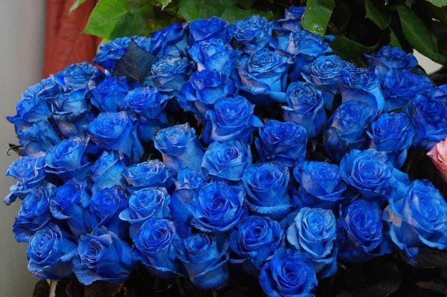 Rosa blu intenso, bouquet di roses blu, fiori decorativi per eventi, simbolo di mistero e comunicazione unica, perfetti per decorazioni floreali eleganti e moderne.