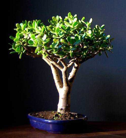 8 proprietà curative Crassula: origine e benefici (2026) 3 pianta succulenta con foglie scure e striate