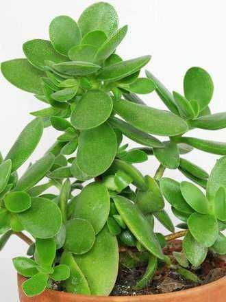 Succulenta grassa con foglie carnose,