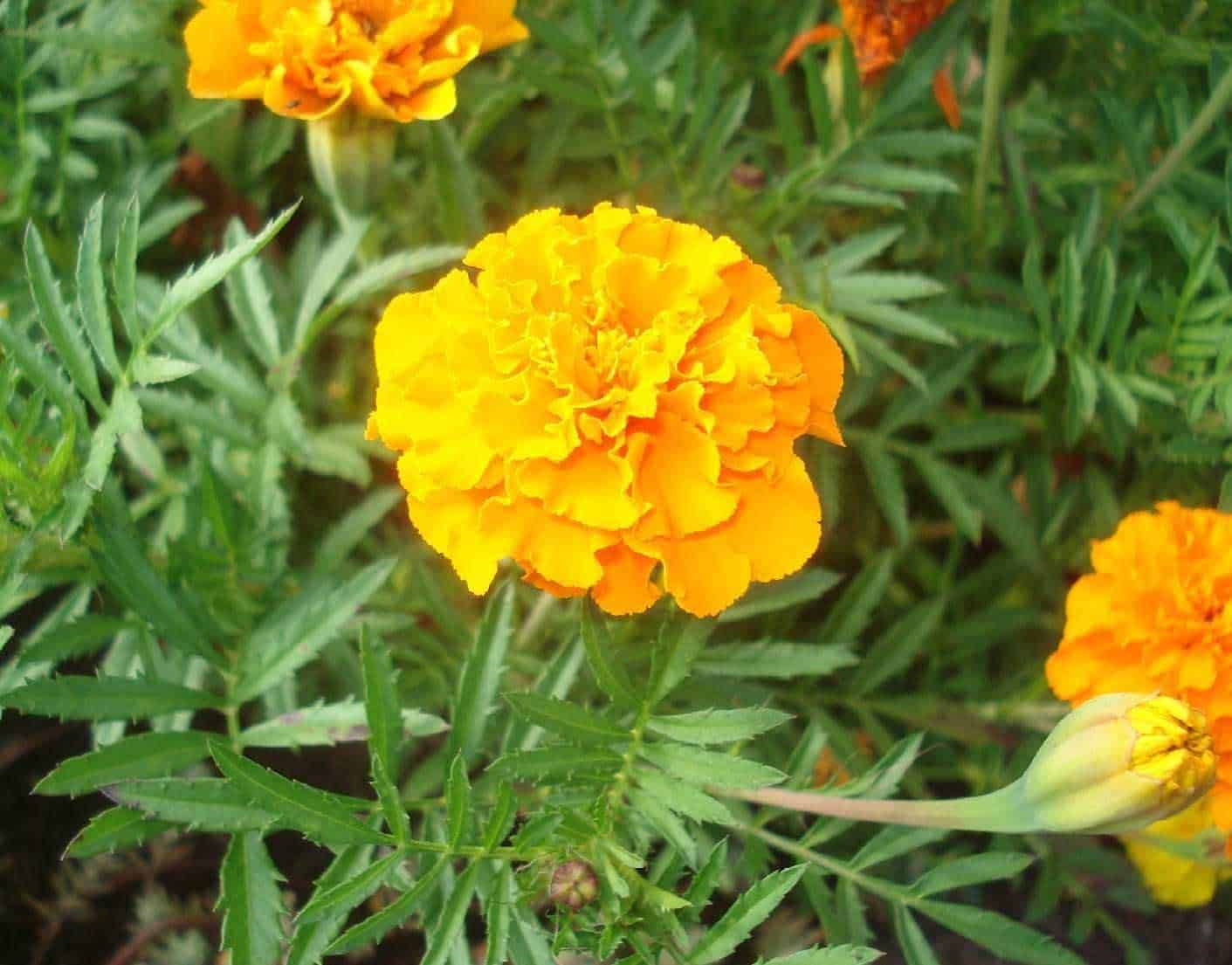 Giglio di Margherita, fiore giallo brillante, piante ornamentali da giardino, fioritura estiva, protezione delle piante, coltivazione di fiori colorati, fiori da giardino, decorazioni floreali, piante di stagione, natura e biodiversità.