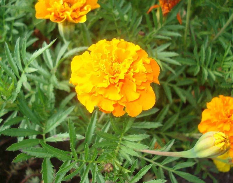 Come eliminare i parassiti dalle piante in modo naturale 3 Giglio di Margherita, fiore giallo brillante, piante ornamentali da giardino, fioritura estiva, protezione delle piante, coltivazione di fiori colorati, fiori da giardino, decorazioni floreali, piante di stagione, natura e biodiversità.