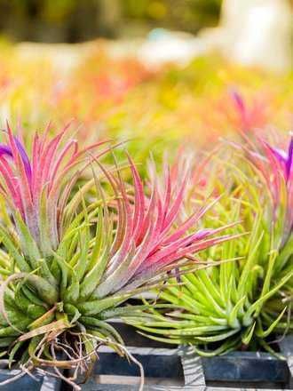 piante di Tillandsia colorate