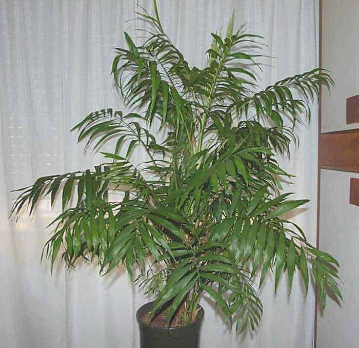 palme in vasi, pianta ornamentale 