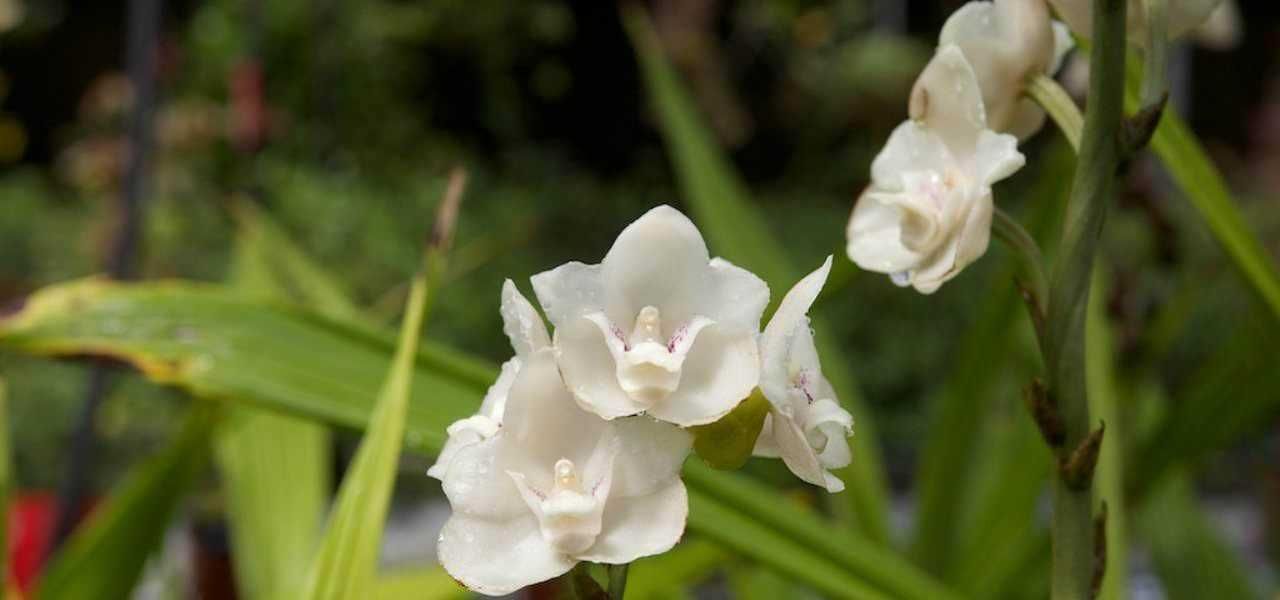 Fiori di orchidea bianca, piante ornamentali, giardino, natura, bellezza naturale, decorazioni floreali, piante in fiore, flora esotica, botanica, vegetazione, vita vegetale, giardinaggio, ambienti esterni, fioritura, natura rigogliosa, piante selvatiche, paesaggi verdi, eleganza botanica, crea ambienti naturali, natura in fiore.