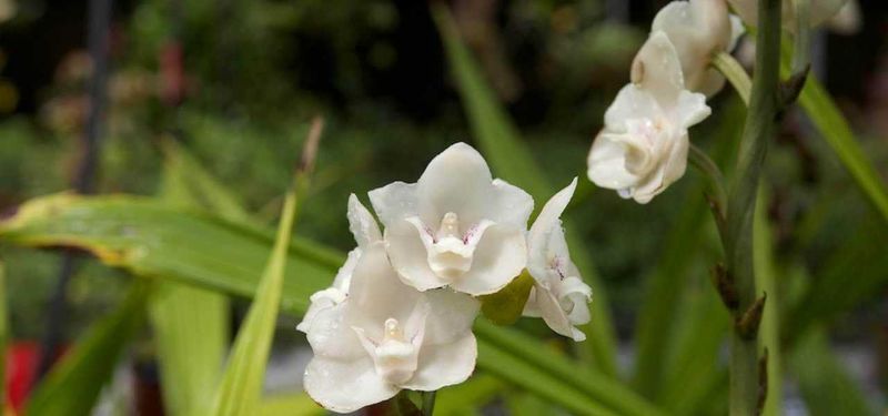 6 Piante che assorbono umidità in casa: rimedi naturali contro muffa e condensa 4 Fiori di orchidea bianca