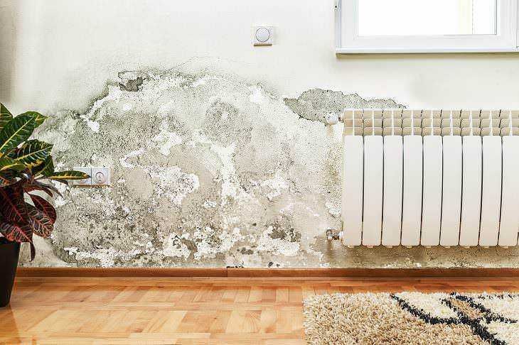 6 Piante che assorbono umidità in casa: rimedi naturali contro muffa e condensa 2 Piante che assorbono l'umidità in casa: 6 Piante che assorbono umidità in casa: rimedi naturali contro muffa e condensa. Pareti con muffa e umidità in casa - riparazione e prevenzione.