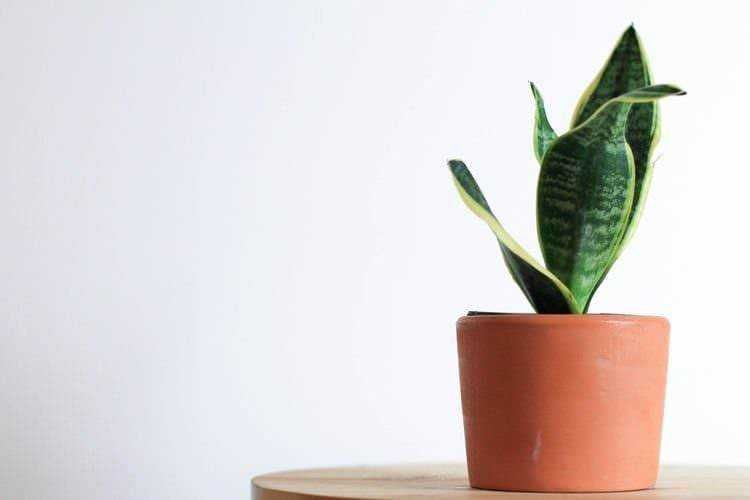 Un'orchidea in vaso di terracotta su una superficie di legno, decorazione naturale per interni.