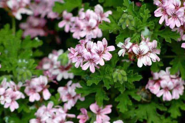Colorate e profumate dal profondo verde delle foglie, queste orchidee rosa sono perfette per decorare il giardino primaverile.