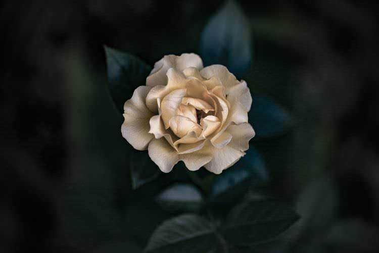 F为ilename: camelia-bianca-fioritura-primaverile.jpg.